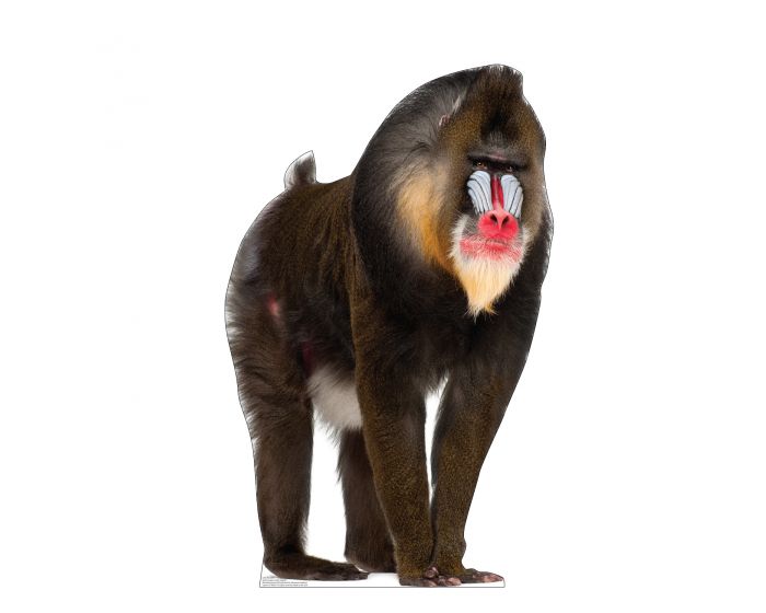 Mandrill ‎– 2枚 5232_mandrill_28.jpg